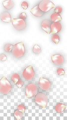 Pink Vector Realistic Petals Falling on Transparent Background.  Spring Romantic Flowers Illustration. Flying Petals. Sakura Spa Design. Blossom Confetti. Design Elements for Wedding Decoration.