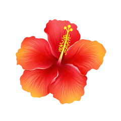 Fototapeta na wymiar hibiscus flower