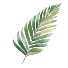 Fotobehang Monstera Palm leaf watercolor