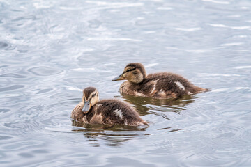 Cute little duckling swimming alone in a lake or river with calm water