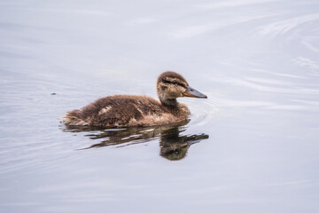 Cute little duckling swimming alone in a lake or river with calm water