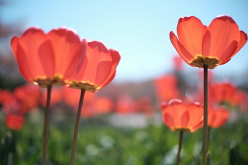 Naklejka premium 春の光とチューリップ