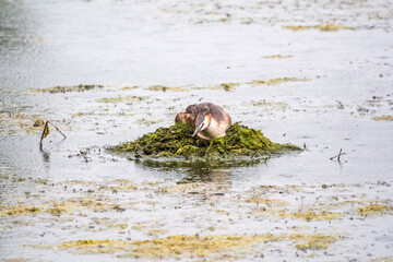 Great Crested Grebe, Podiceps cristatus, water bird sitting on the nest, nesting time on the green lake