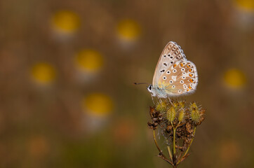 blue butterfly on dry grass, Chalk Hill Blue, Polyommatus coridon