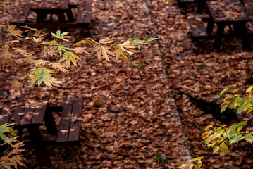 Autumn landscape with trees and  leaves in the forest  on the ground after rain. Bench on picnic area.