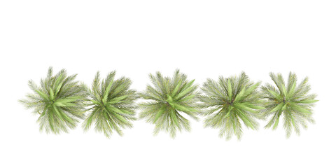 isolated natural palm leaves, summer tree, tropical leave on transparent background