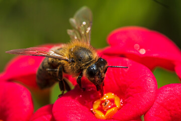 bee on a flower