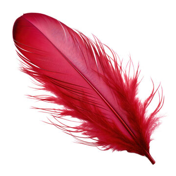 44,625 Red Feathers Stock Photos, High-Res Pictures, and Images - Getty  Images