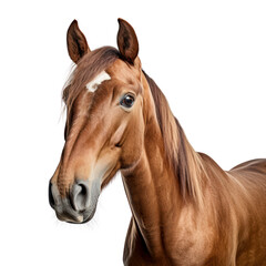 portrait of a horse isolated on transparent background cutout