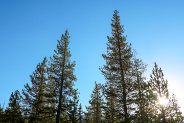 Tall beautiful spruce trees against the blue sky.