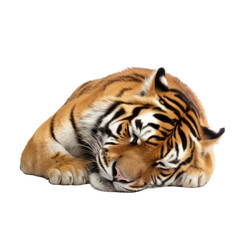Fototapeta premium tiger isolated on transparent background cutout