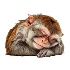 monkey sleep isolated on transparent background cutout