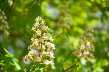 Słoneczny dzień, zielone liście kasztanowca oświetlane promieniami słonecznymi. Wśród liści widać grona białych kwiatów.