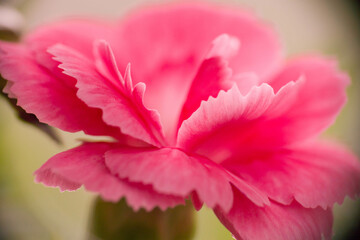 Kwiat goździka miniaturowego sfotografowany w skali makro. Płatki kwiatu mają różowy kolor i pofałdowane krawędzie.