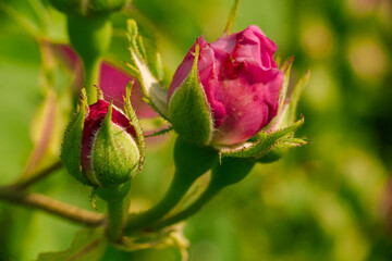 Lato w ogrodzie. Czerwone pąki róż na łodygach rosnących w ogrodzie krzewów.