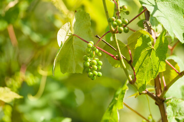 Słoneczny, letni dzień w sadzie. Gałęzie winorośli pokryte są dużymi, zielonymi liśćmi. Między liściami widać grona zielonych, niedojrzałych winogron w czasie wegeteacji. - obrazy, fototapety, plakaty