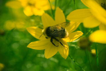 Roślina nachyłek okółkowy pokryty żółtymi kwiatami. Jest słoneczny dzień, na jednym z kwiatów widać trzmiela zbierającego pożytek, nektar i pyłek. - 623723435