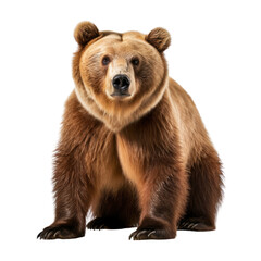 Obraz premium brown bear cub isolated on transparent background cutout