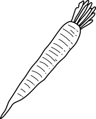 hand drawn carrot