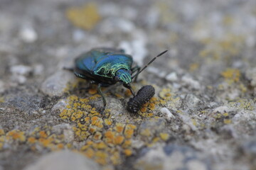blue bedbug with prey