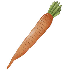 watercolor carrot