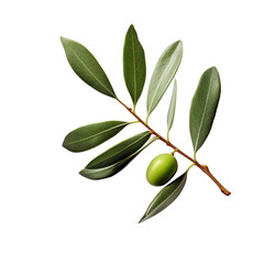Olive tree branch, green olives and leaves isolated on transparent background, PNG