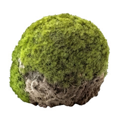 green moss isolated on transparent background cutout