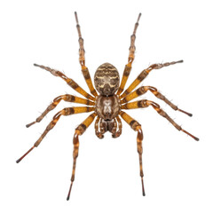 spider isolated on transparent background cutout