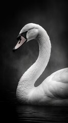 Black and White Swan on Dark Background in Full Focus. Generative AI