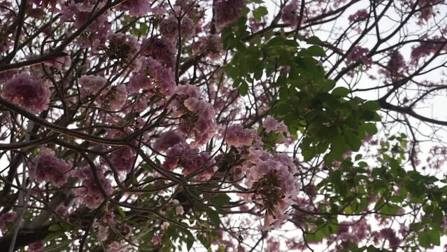 romentic moment slowmotion shot of pink flower falling from tree in season
