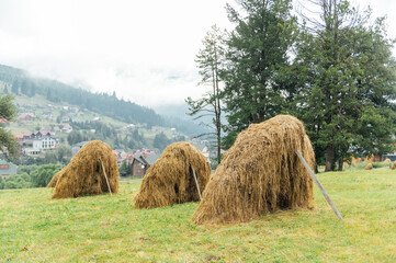Harse - food for animals. Sheaves of hay in the meadow in the mountains. Ukrainian Carpathians
