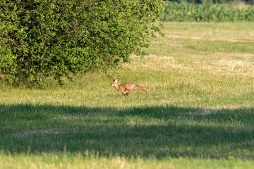 Fuchs flüchtig