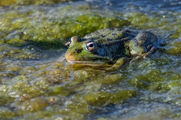 Frog in the water of a lagoon.