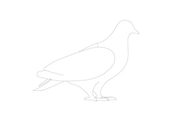 Pigeon vector contour character flat illustration. Dove pigeon seen in Side view - Flat style vector