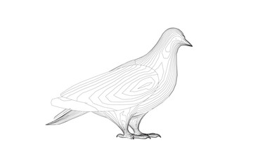 Pigeon vector contour character flat illustration. Dove pigeon seen in Side view - Flat style vector