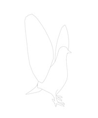 Pigeon vector contour character flat illustration. Dove pigeon seen in Side view - Flat style vector