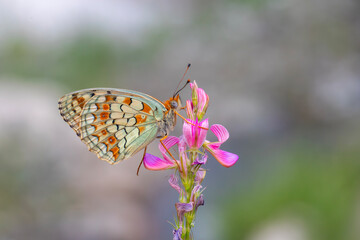 big butterfly on pink flower, Niobe Fritillary, Argynnis niobe