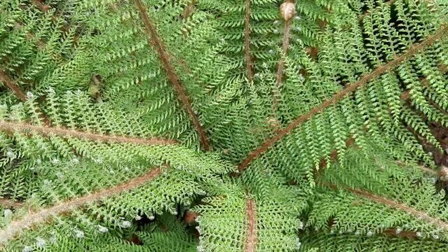 close up of green leaf