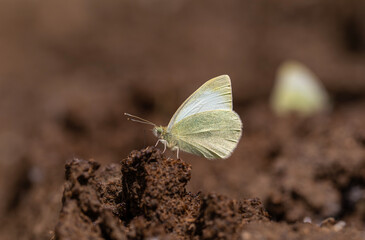 white butterfly picking up minerals from the ground, Mountain Small White, Pieris ergane