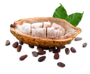 Cocoa beans with cocoa pod isolated on white background on transparent