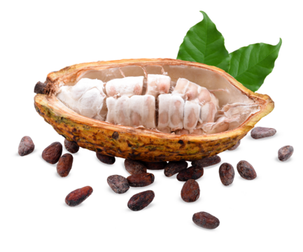 Cocoa beans with cocoa pod isolated on white background on transparent