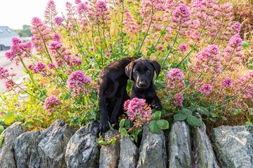 Dogs from a working gun dog stud farm