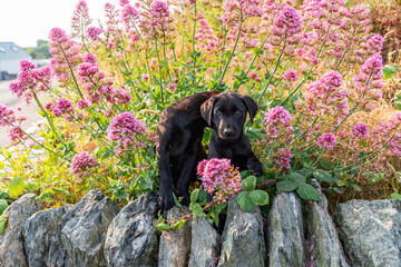 Dogs from a working gun dog stud farm