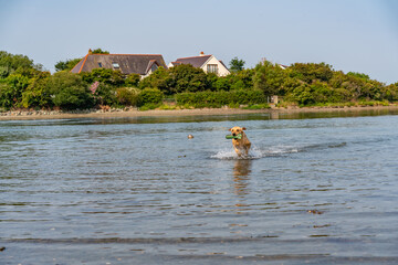 Dogs from a working gun dog stud farm