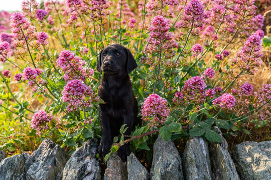 Dogs from a working gun dog stud farm