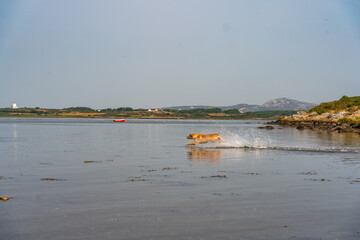 Dogs from a working gun dog stud farm