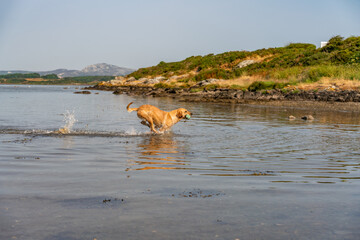 Dogs from a working gun dog stud farm