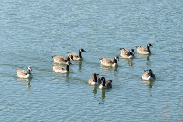 Groupe de bernache du Canada sur le plan d'eau de la Glaisière de Nesles