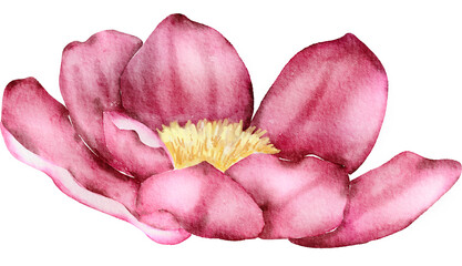 Pink Watercolor Flower illustration
