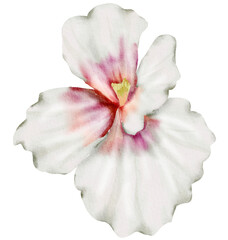 Fototapeta na wymiar White Flower Watercolor illustration